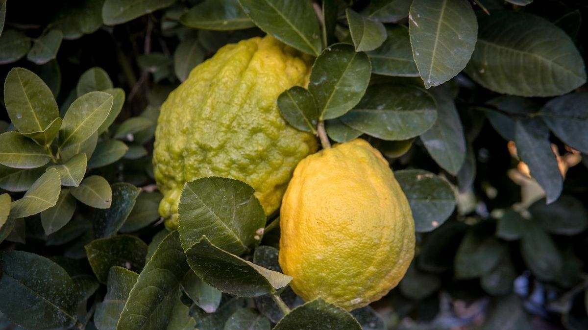Kuchařka se pochlubila obřím citrusovým hybridem